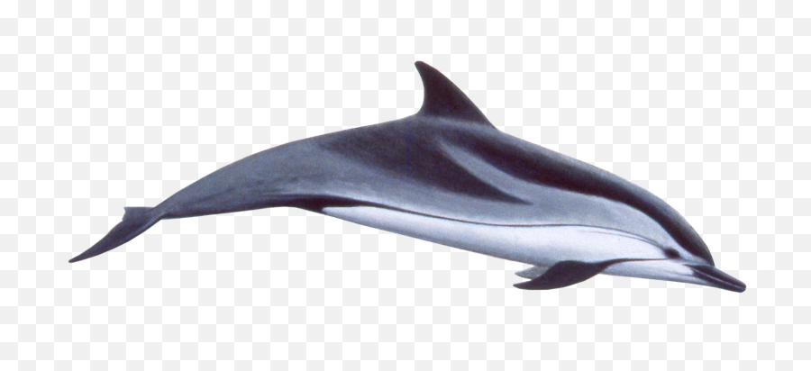 Dolphin Png Transparent Images - Dolphin Swimming Png Emoji,Dolphins And Emotions