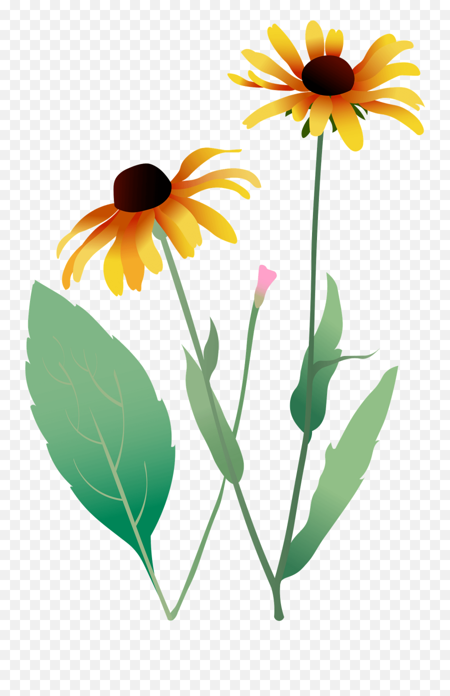 Black Eyed Susan Flower Clipart Free Download Transparent - Transparent Black Eyed Susan Clipart Emoji,Black Eyed Emoticon