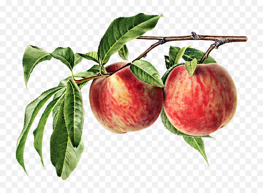 Free Photo Prunus Food Leaves Organic Peach Branch Fruit Emoji,Emotion Yet Peach