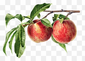 Free Photo Prunus Food Leaves Organic Peach Branch Fruit Emoji,Emotion Yet Peach