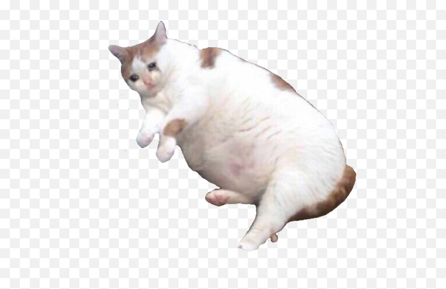 Fat Cat Depressed Lonely Sad Sticker - Fat Crying Cat Png Emoji,Fat Cat Emoji