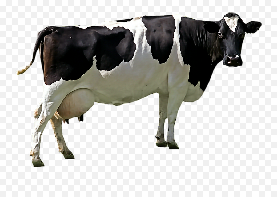 Largest Collection Of Free - Toedit Pastoral Stickers On Picsart Cow Png Emoji,Cow Emoji Pillow