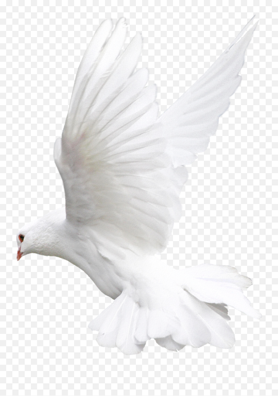 Left Side Flying Dove Png Bird Png - Flying Dove Emoji,Sun Bird Emoji