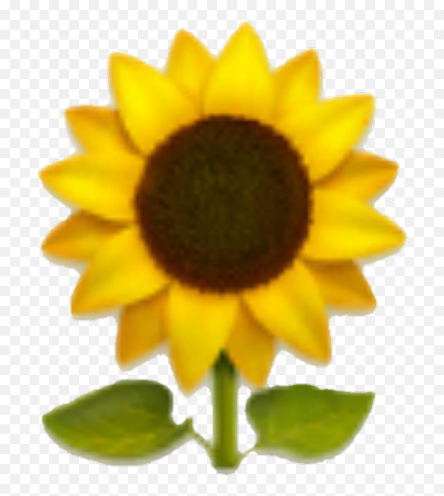 Emoji Sunflower Yellow Yellowflower - Iphone Sunflower Emoji Png,Flower Emoji Png