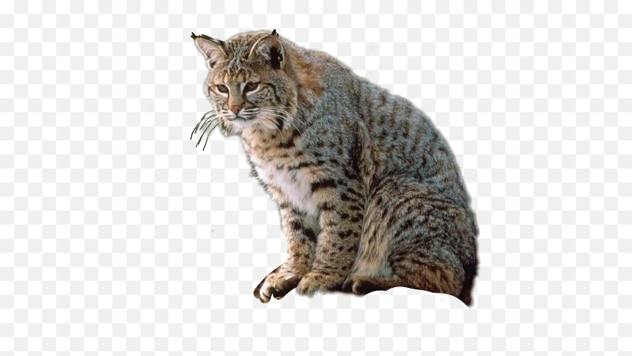 Bobcat Sticker - Gato Montes En Png Emoji,Bobcat Emoji