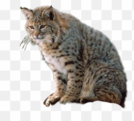 Bobcat Sticker - Gato Montes En Png Emoji,Bobcat Emoji