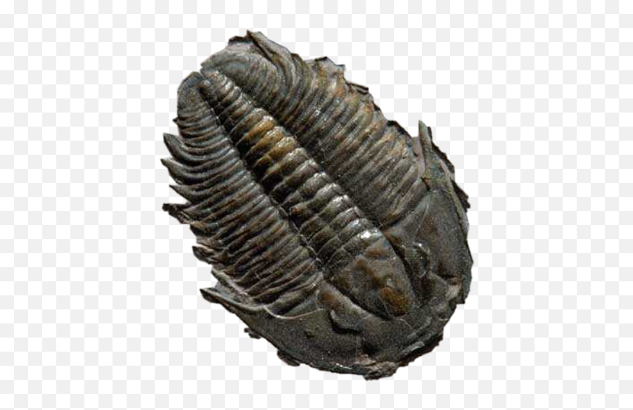 Trilobite Fossil Sticker - 400 Million Year Old Trilobite Emoji,Fossil Emoji