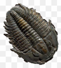 Trilobite Fossil Sticker - 400 Million Year Old Trilobite Emoji,Fossil Emoji