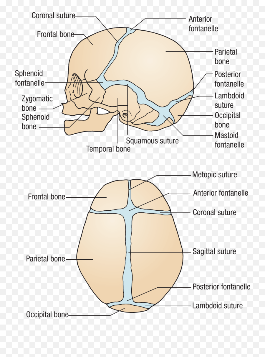 The Nervous System - 3rd Fontanelle In Trisomy 21 Emoji,Emotions Influecne Autonomic Resctions Primarlt Fhrough Thevintsgration In The