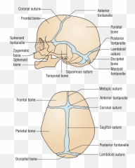 The Nervous System - 3rd Fontanelle In Trisomy 21 Emoji,Emotions Influecne Autonomic Resctions Primarlt Fhrough Thevintsgration In The