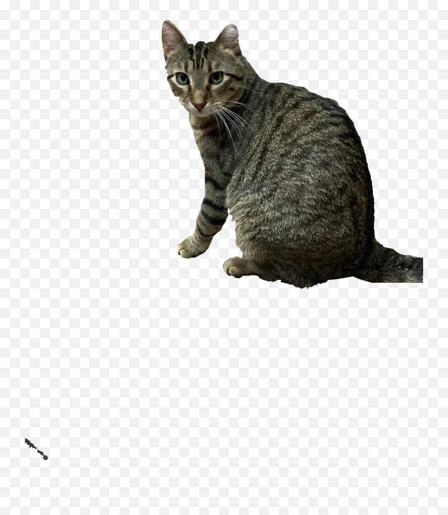 The Most Edited Bert Picsart - Domestic Cat Emoji,Grey Tabby Emoticons
