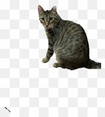 The Most Edited Bert Picsart - Domestic Cat Emoji,Grey Tabby Emoticons