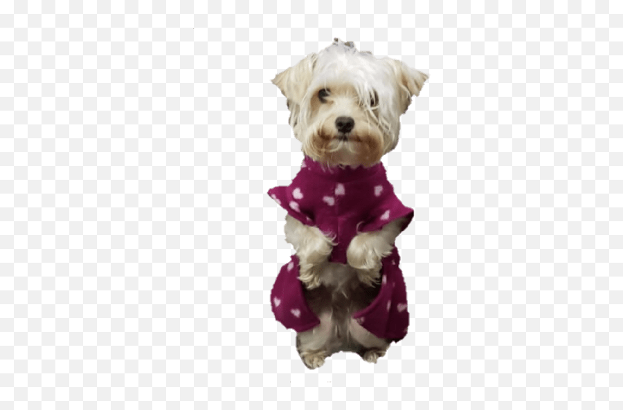 Camito52 - Dog Clothes Emoji,Schnauzer Emoji