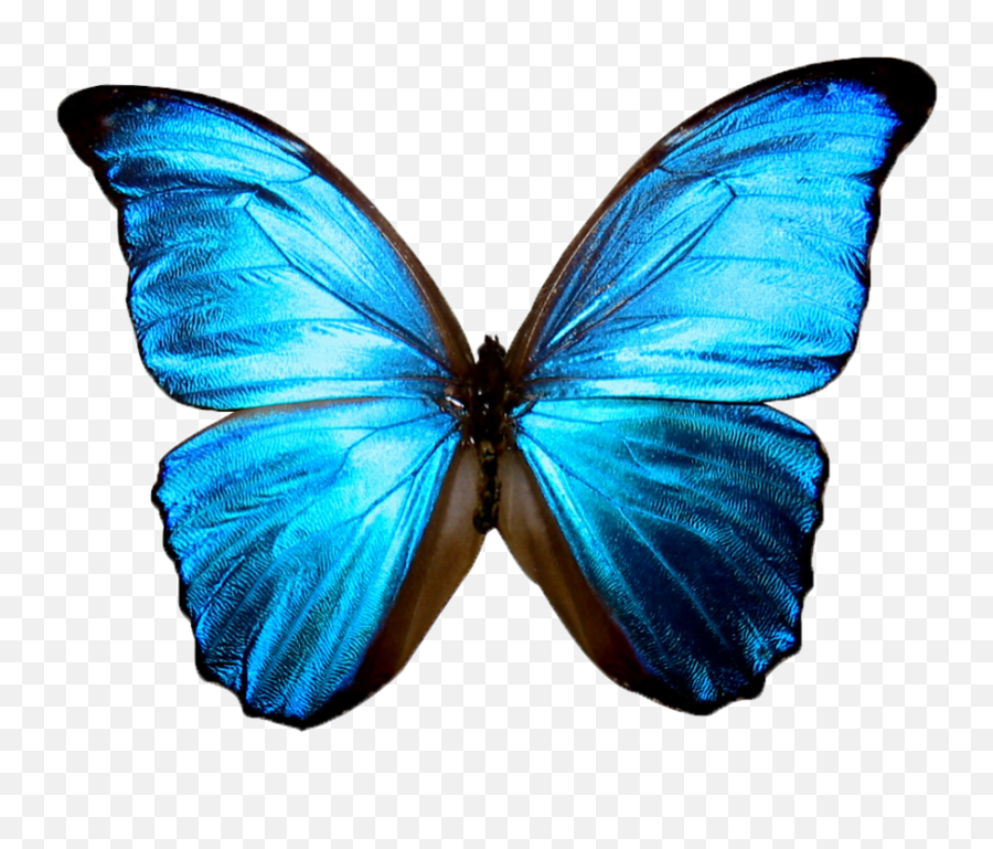 Butterfly Emoji Png - Dark Blue Butterfly Transparent Background,Lg Emojis Clipart