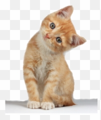 Vocabulary Review Baamboozle Emoji,Tabby Emojis Transparent