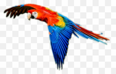 Popular And Trending Bird Stickers On Picsart - Parrots Emoji,Parrot Emoji Iphone