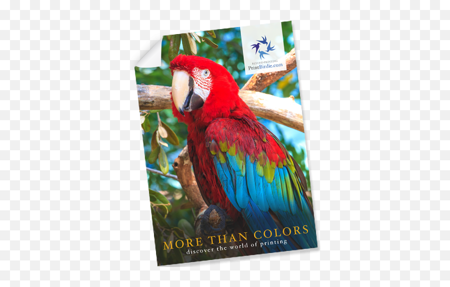 Kunst A0 A1 A2 A3 A4 Sizes Macaw Parrot Wildlife Large - Parrots Emoji,Ewok Emoji