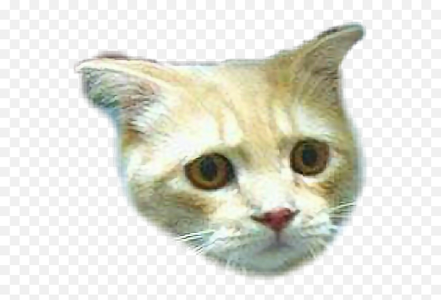 Sadcat Sad Cat Sticker By Famouslastsamer - You Don T Miss Me Meme Emoji,Sad Cat Emoji