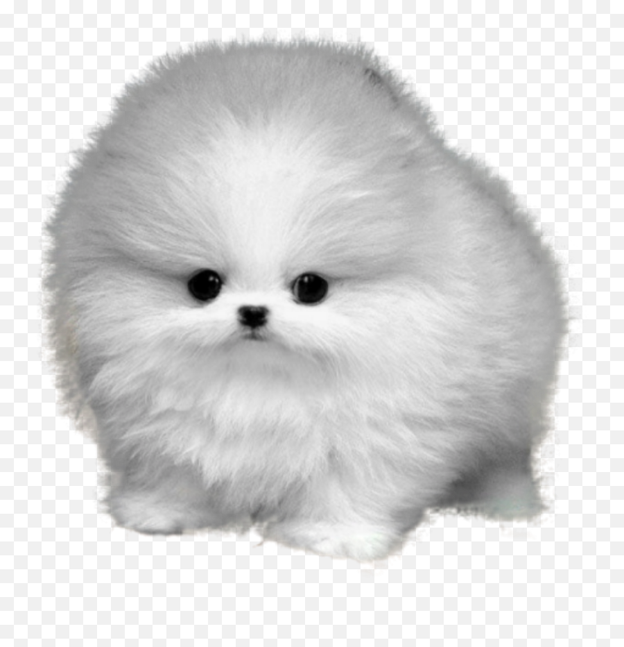 Dog Fluffy Puppy Sticker - White Pomeranian Puppy Png Emoji,White Fluffy Dog Emojis