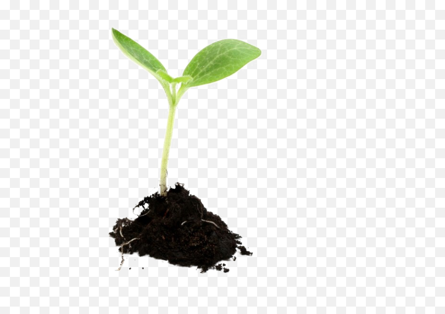 Growing Plant Png Image Png Mart - New Born Plants Emoji,Plant Emoji No Background
