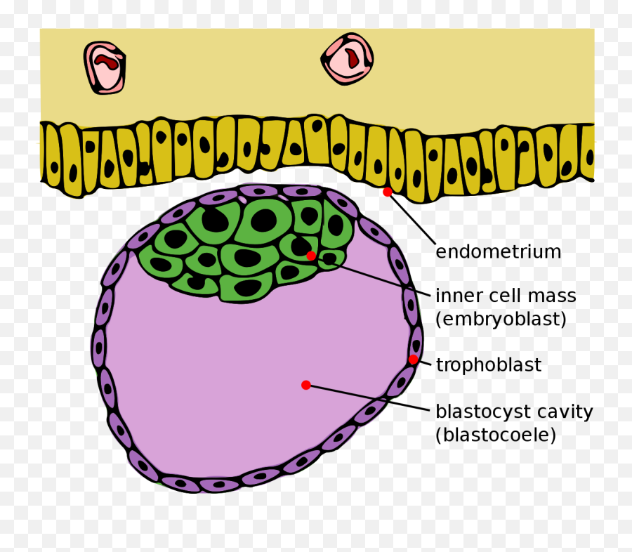 Inner Cell Mass - Wikipedia Blastocyst Emoji,Third Level Emotions Maas