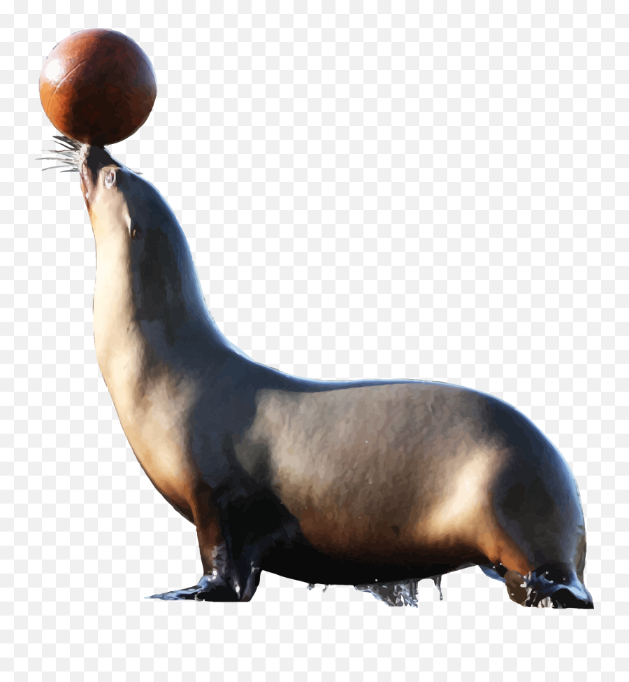 Png Images Walrus 10png Snipstock Emoji,Seal Animal Emojis