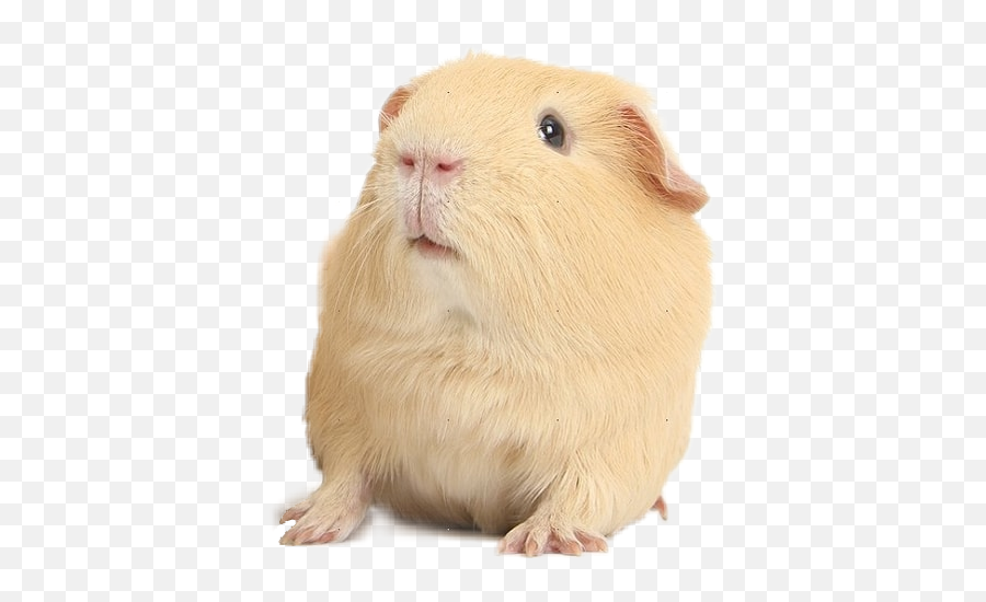 Popular And Trending Guineapig Stickers On Picsart Emoji,Guinea Pig Emojis