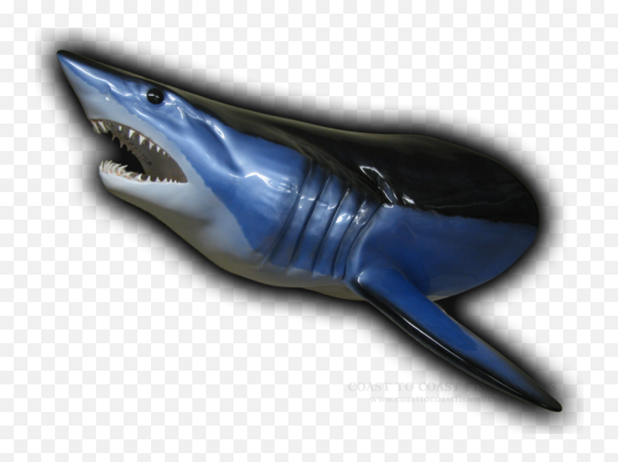 Shark Head Mount Fish Mounts U0026 Replicas By Coast - Tocoast Emoji,Arowana Fish Emotion