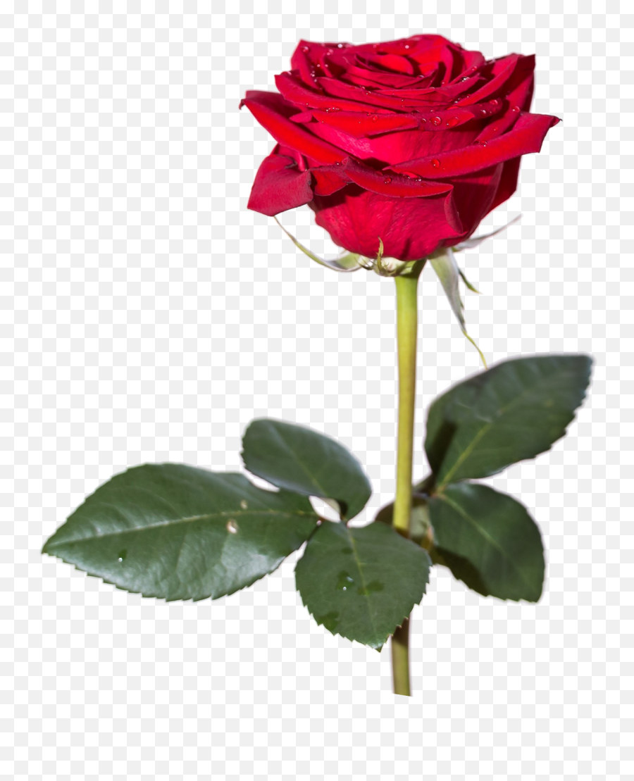 Bouquet Of Rose Flowers Download Png Image Png Arts Emoji,Rose Bouquet Emojis