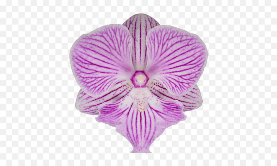 Meet Our Beauties - Stolk Flora Emoji,Purple Plant Emoji