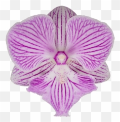 Meet Our Beauties - Stolk Flora Emoji,Purple Plant Emoji