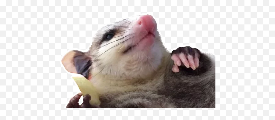 Telegram Sticker From Opossum Coming Pack Emoji,Ferret Emoji