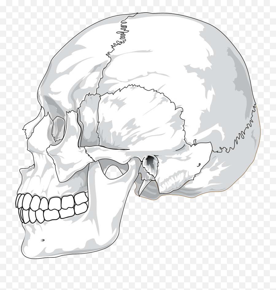 Humans Clipart Jaws Humans Jaws Transparent Free For - Human Skull Side View Emoji,Jaws Emoji