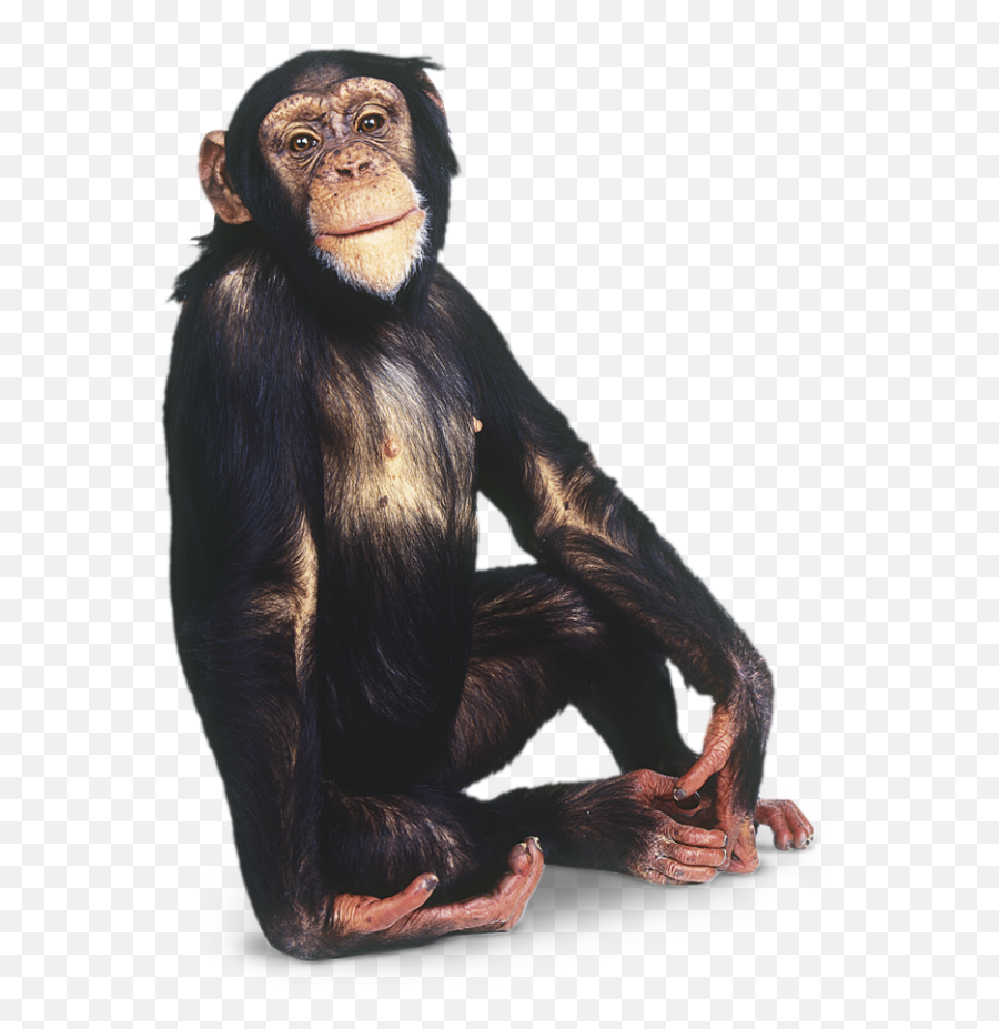 Humor Laughing Black Monkey Hd Png Free Download - 29058 Transparent Background Transparent Monkeys Emoji,Laughing Monkey Emoji