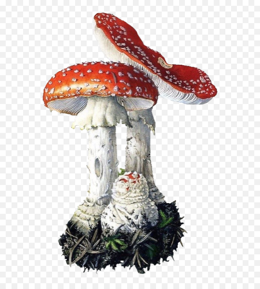 Mushroom Mushrooms Toadstool Sticker - Amanita Muscaria Illustration Emoji,Mushroom Emoji