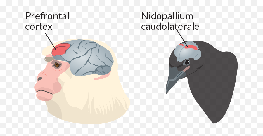 Animals Can Do Almost Math - Birds Structure Of Brain Ncl Emoji,Giving Human Emotions To Animals