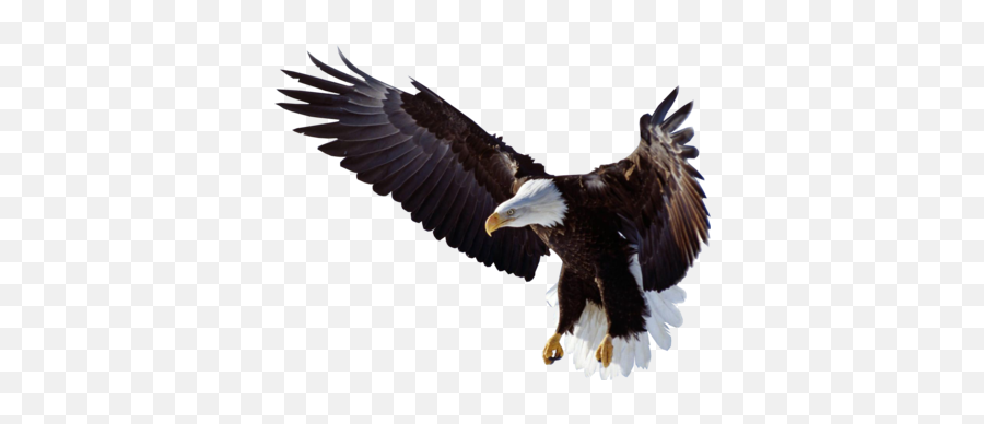 Edit - Png Flying Eagle Emoji,Kaala Emoji