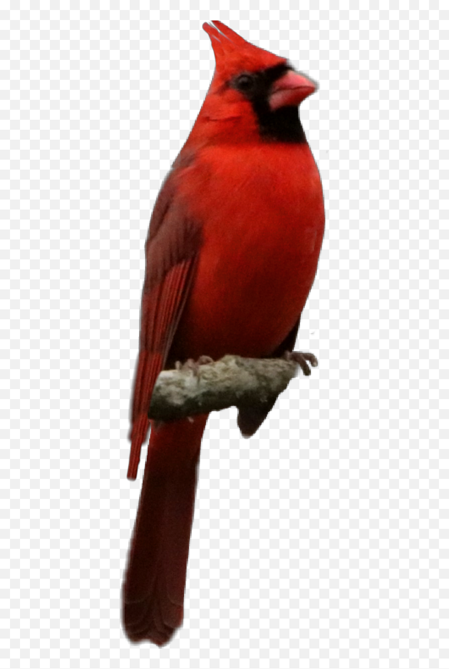 Popular And Trending - Northern Cardinal Emoji,Cardinals Emoji