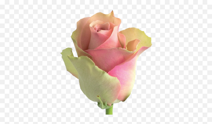 Belle Rose Flower - 9 Free Hq Online Puzzle Games On Belle Rose Roses Emoji,Wilted Flower Emoji