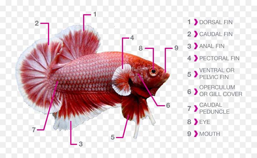 Sgbettacube Betta Gender Anatomy - Fitr Fish Emoji,2 Female S&m Emojis And 1 Male S&m Emoji