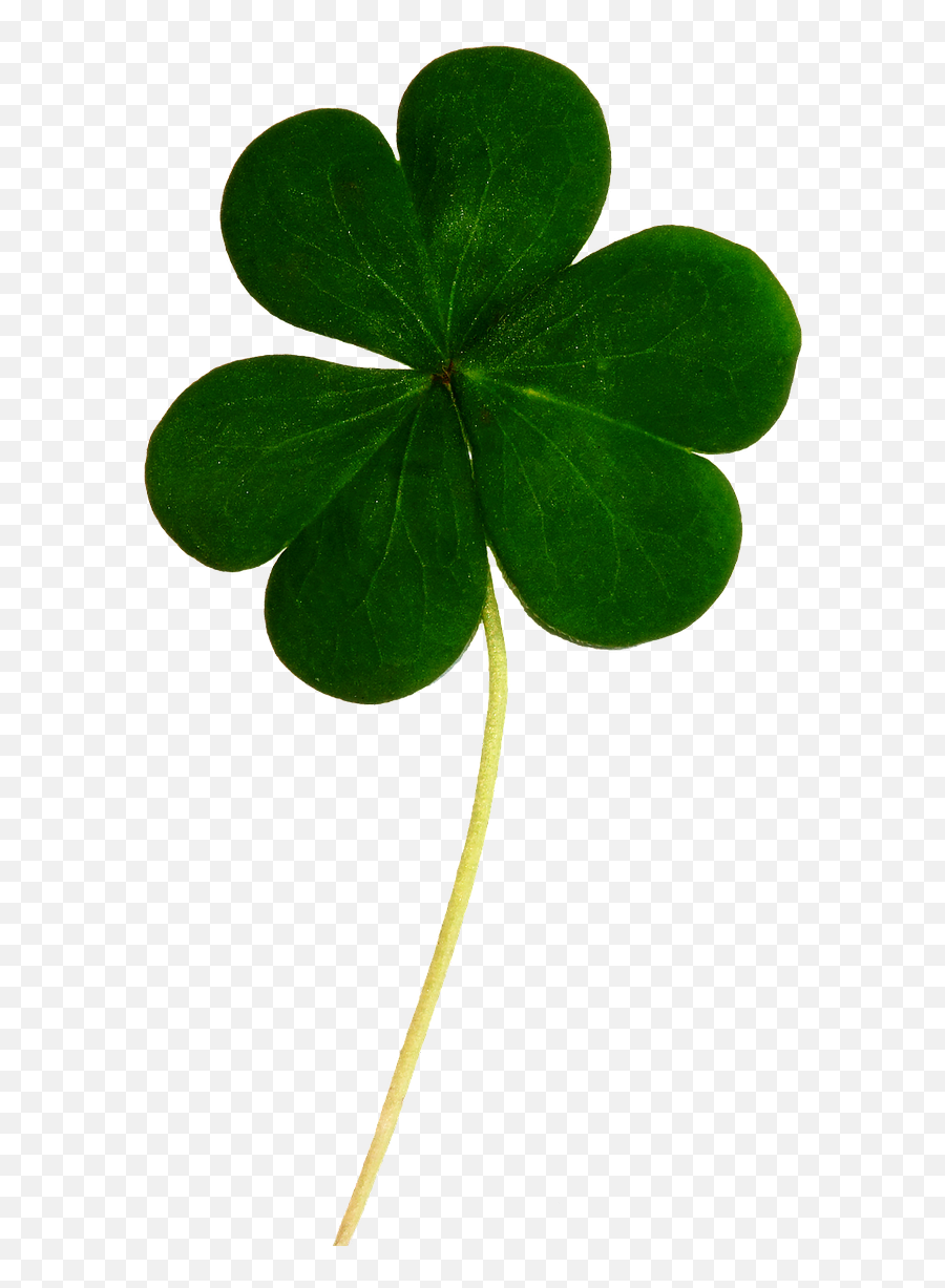 Free Photo Leaf Holiday Irish Ireland - Lucky Leaf Png Emoji,Shamrocks Emotions