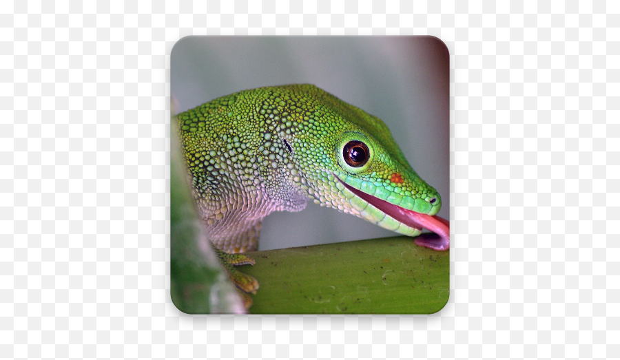 Gecko Wallpapers 10 Apk Download - Comstahmobygeckostahm Green Anole Emoji,Facebook Emojis Leopard