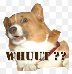 Cute Dog 2 Sticker - Angry Corgi Transparent Background Emoji,Pembroke Welsh Corgi Emojis