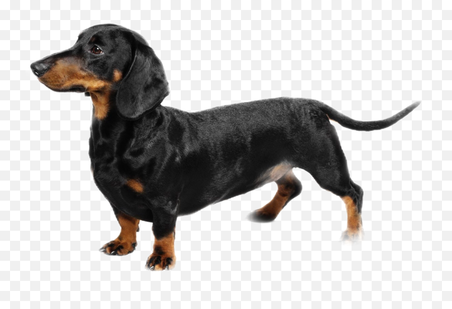 Edit - Dachshund Dog Breeds Emoji,Weiner Dog Emoji
