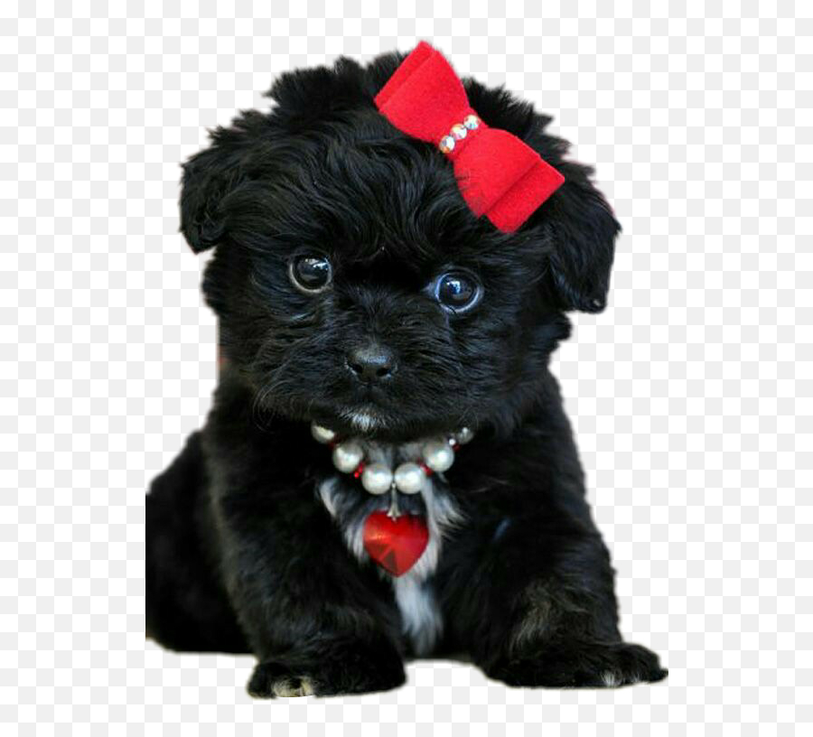 Pet Black Bow Pet Dog Sticker By Nassima - Teacup Peekapoo Puppies Emoji,Donkey Emoji Android