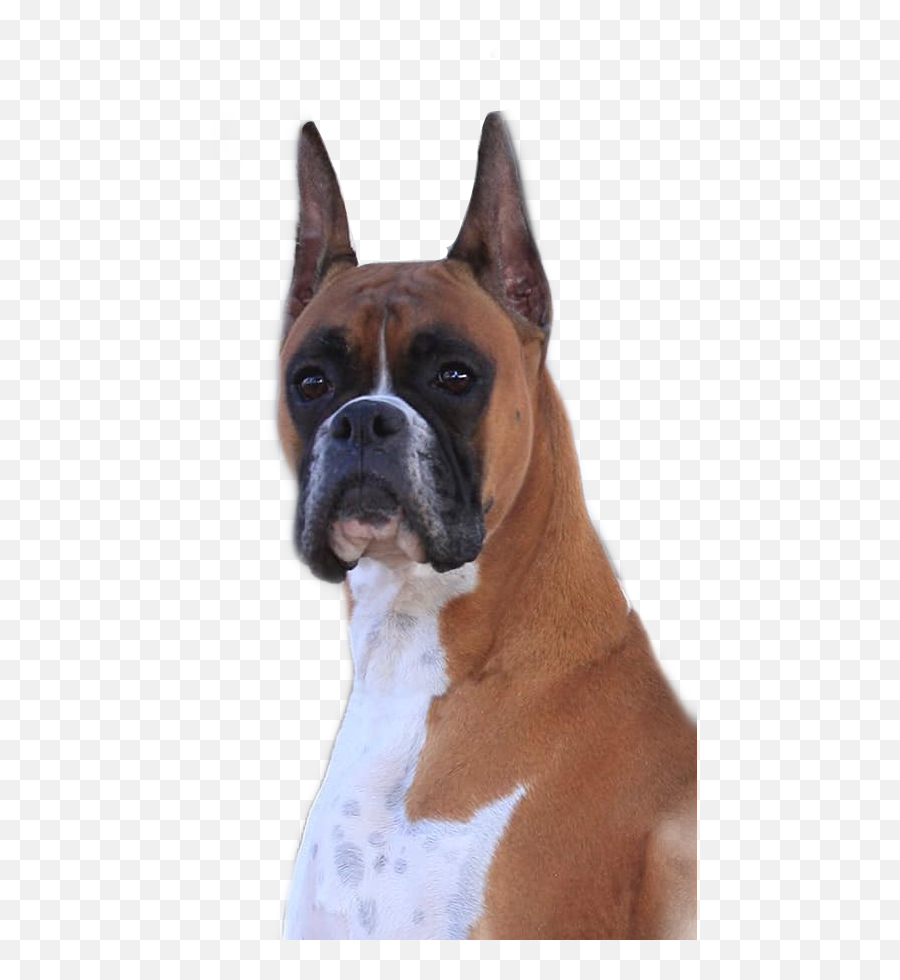 Boxer Boxerdog Boxers Dog Doggo Wilma - Collar Emoji,Emoji Boxers