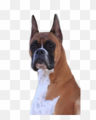 Boxer Boxerdog Boxers Dog Doggo Wilma - Collar Emoji,Emoji Boxers