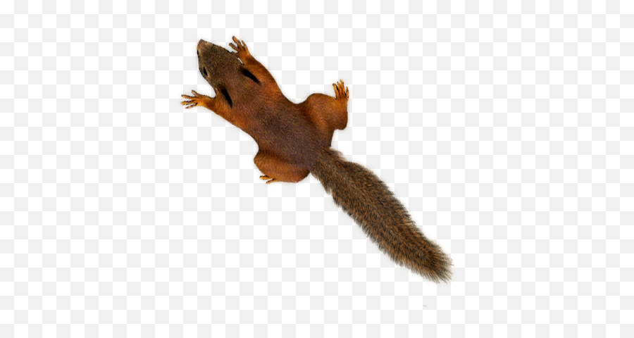 Red Squirrel 4k Live Wallpaper On Google Play Reviews Stats - Fox Squirrel Emoji,Red Squirrel Emoji