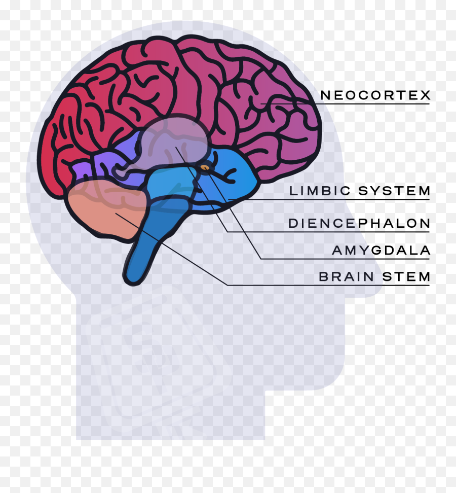 What Movement Does For Your Brain - Neocortex Amygdala Brain Stem Emoji,Amygdala Emotions