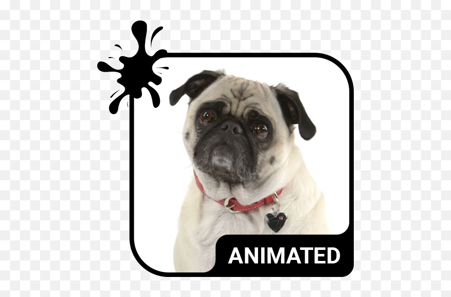 Cute Pug Animated Keyboard Live - Creepy Pug Gif Emoji,Pug Emojis
